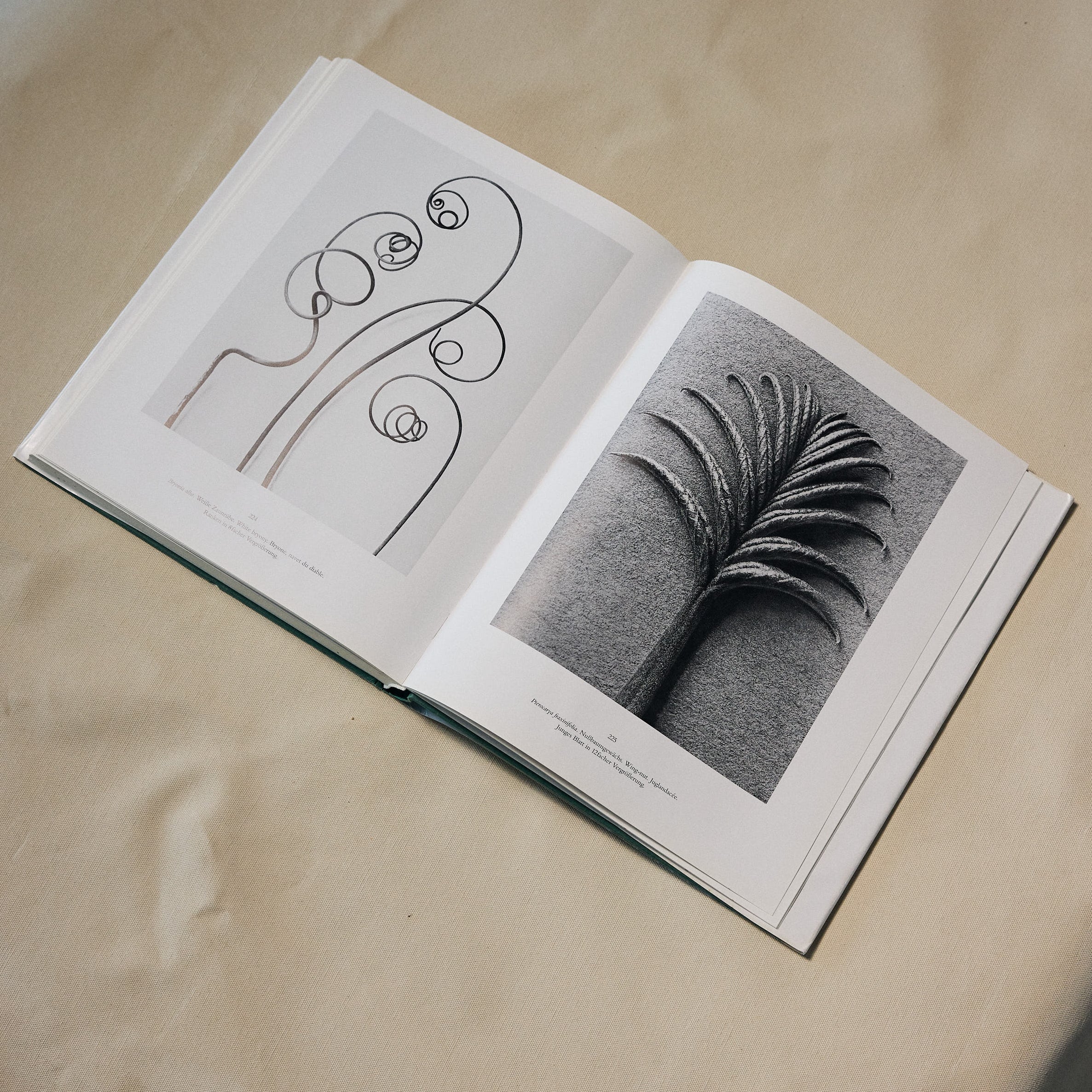 Karl Blossfeldt: Art Forms In Nature