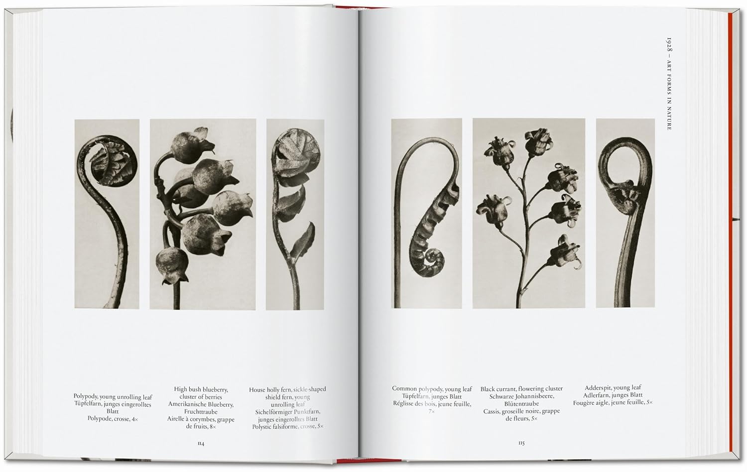 Karl Blossfeldt. The Complete Published Work. 40th Edt.