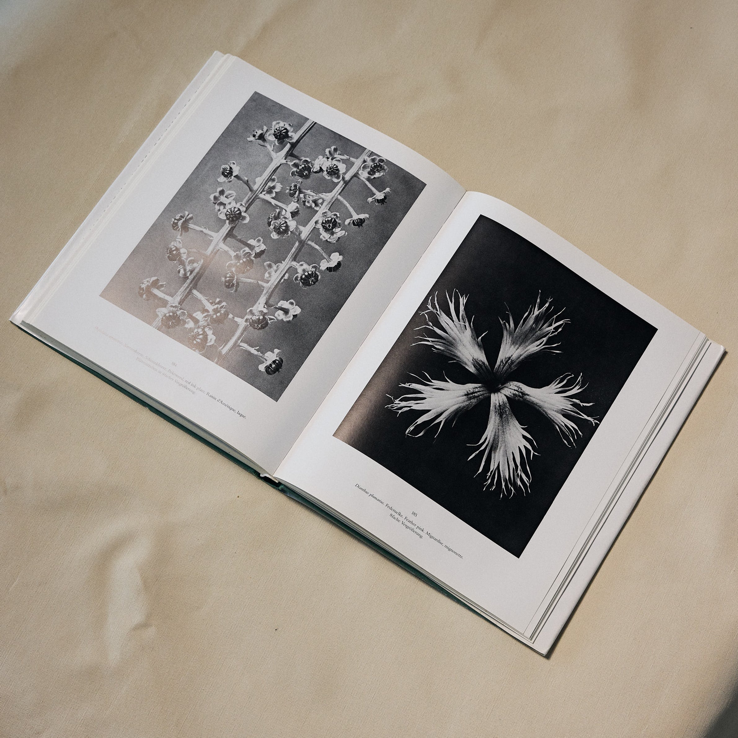 Karl Blossfeldt: Art Forms In Nature