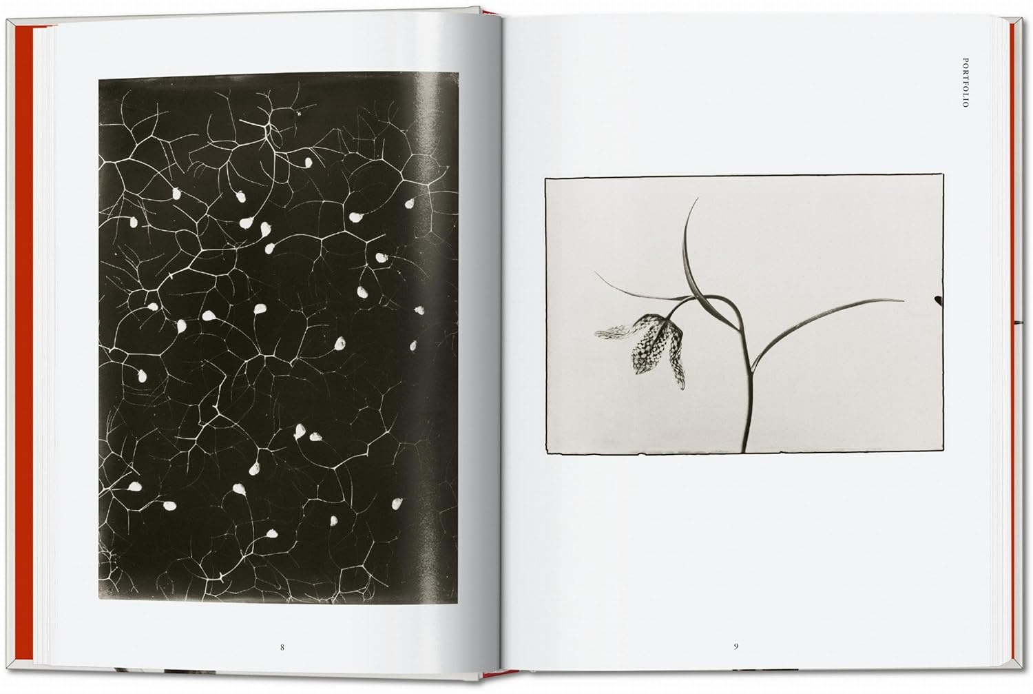 Karl Blossfeldt. The Complete Published Work. 40th Edt.