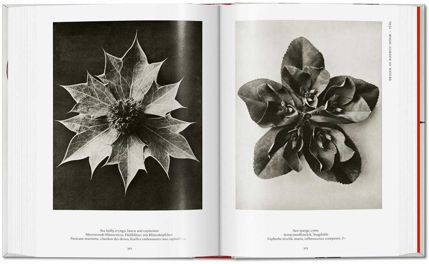 Karl Blossfeldt. The Complete Published Work. 40th Edt.
